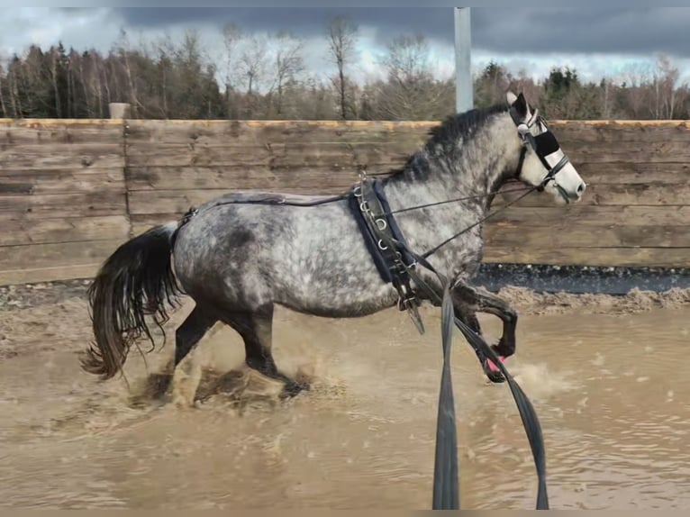 Connemara Stute 8 Jahre 155 cm Schimmel in Heinzenbach