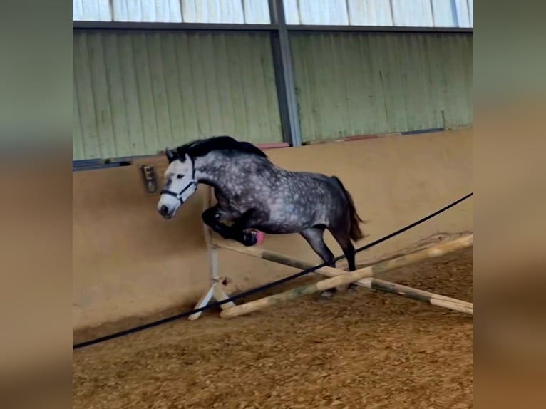 Connemara Stute 8 Jahre 155 cm Schimmel in Heinzenbach