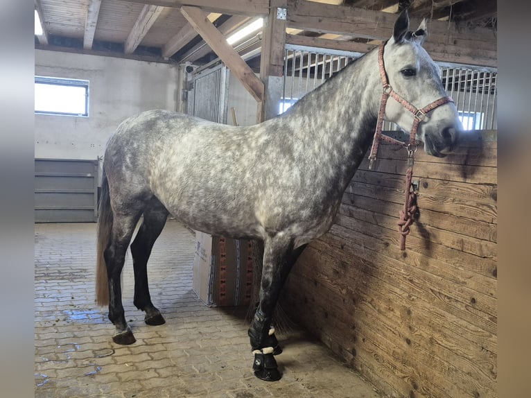 Connemara Stute 8 Jahre 155 cm Schimmel in Heinzenbach