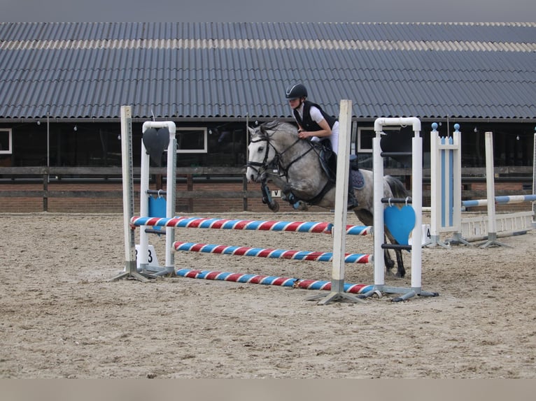 Connemara Mix Stute 9 Jahre 136 cm Schimmel in Etten-Leur