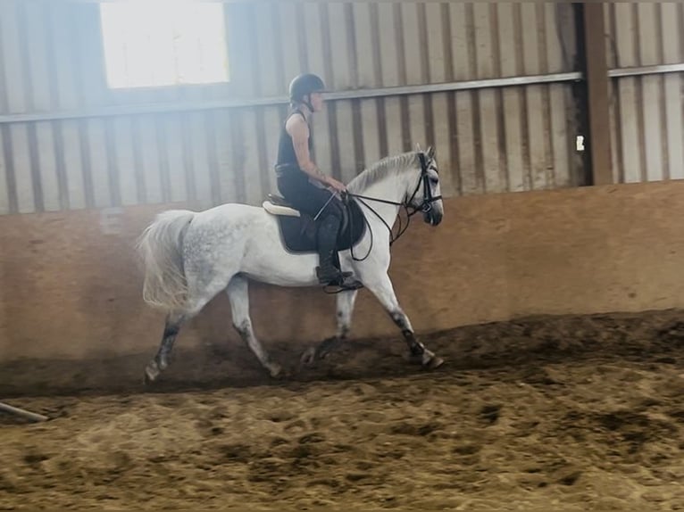 Connemara Stute 9 Jahre 140 cm Schimmel in Sligo