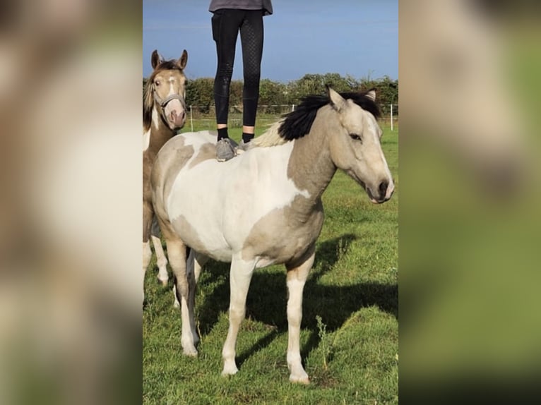 Connemara Mix Stute 9 Jahre 142 cm in Arnstorf