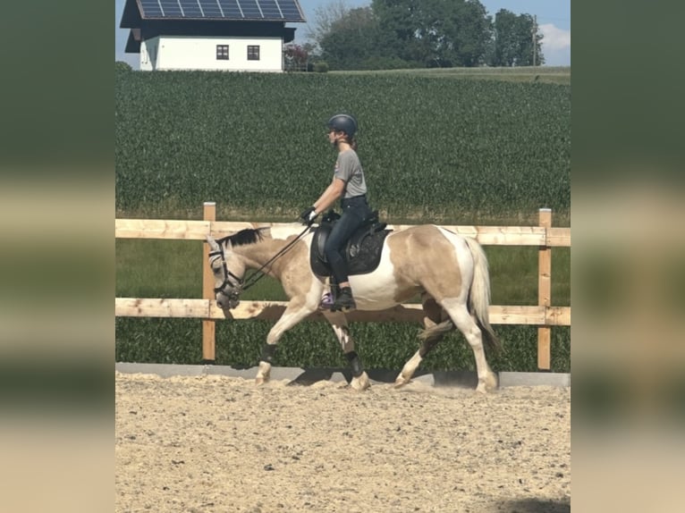 Connemara Mix Stute 9 Jahre 142 cm in Arnstorf