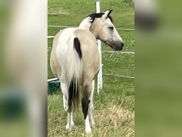 Connemara Mix Stute 9 Jahre 142 cm in Arnstorf