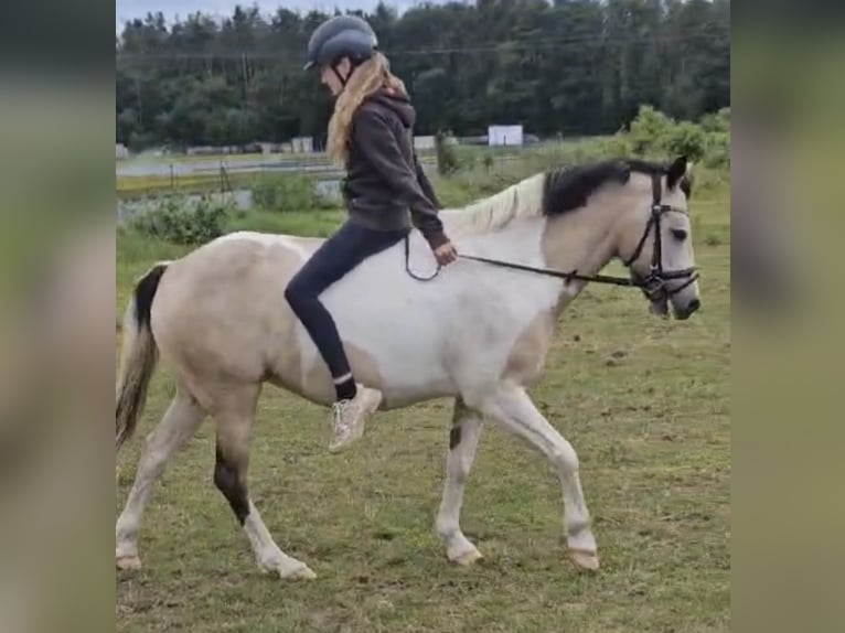 Connemara Mix Stute 9 Jahre 142 cm in Arnstorf