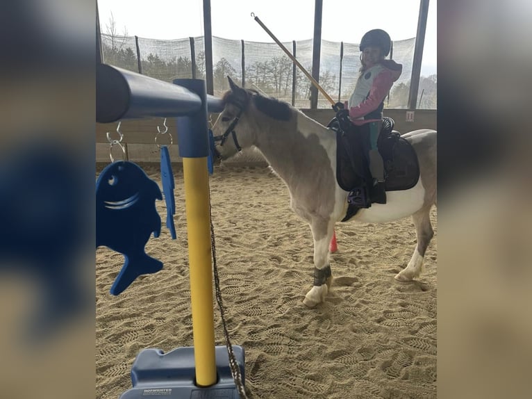 Connemara Mix Stute 9 Jahre 142 cm in Arnstorf