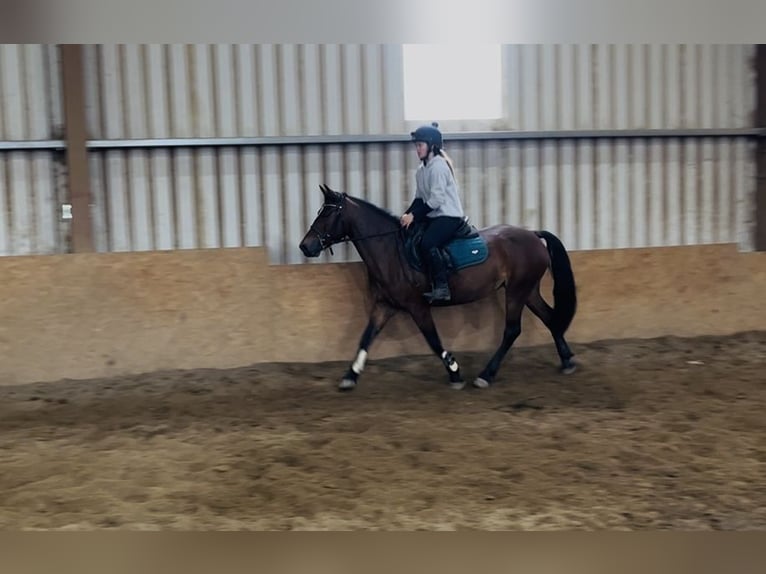 Connemara Stute 9 Jahre 143 cm Rotbrauner in Sligo