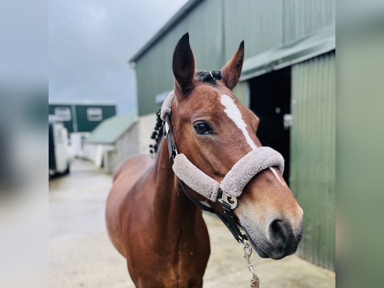 Connemara Stute 9 Jahre 143 cm Rotbrauner in Sligo