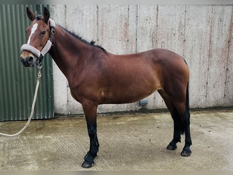 Connemara Stute 9 Jahre 143 cm Rotbrauner in Sligo