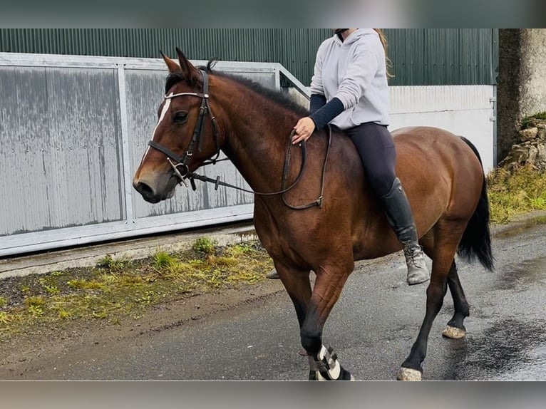 Connemara Stute 9 Jahre 143 cm Rotbrauner in Sligo
