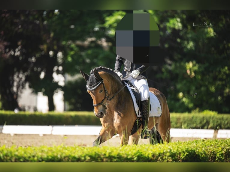 Connemara Mix Stute 9 Jahre 145 cm Brauner in Grevenbroich