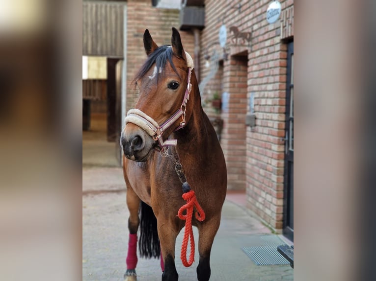 Connemara Mix Stute 9 Jahre 145 cm Brauner in Grevenbroich