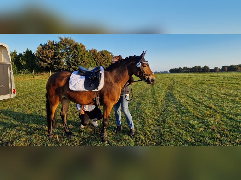 Connemara Mix Stute 9 Jahre 145 cm Brauner in Grevenbroich