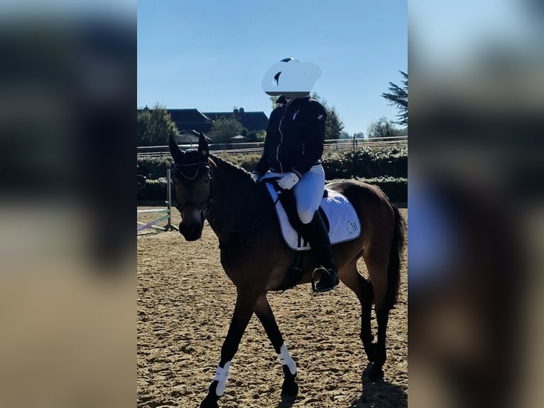 Connemara Mix Stute 9 Jahre 145 cm Brauner in Kaarst