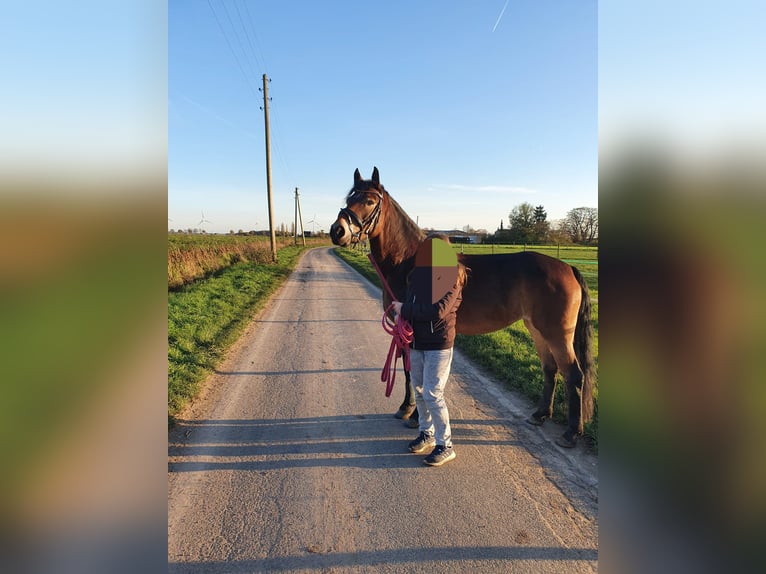 Connemara Mix Stute 9 Jahre 145 cm Brauner in Kaarst