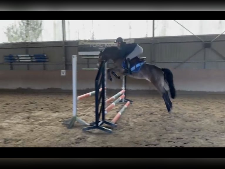 Connemara Mix Stute 9 Jahre 145 cm Brauner in Kaarst