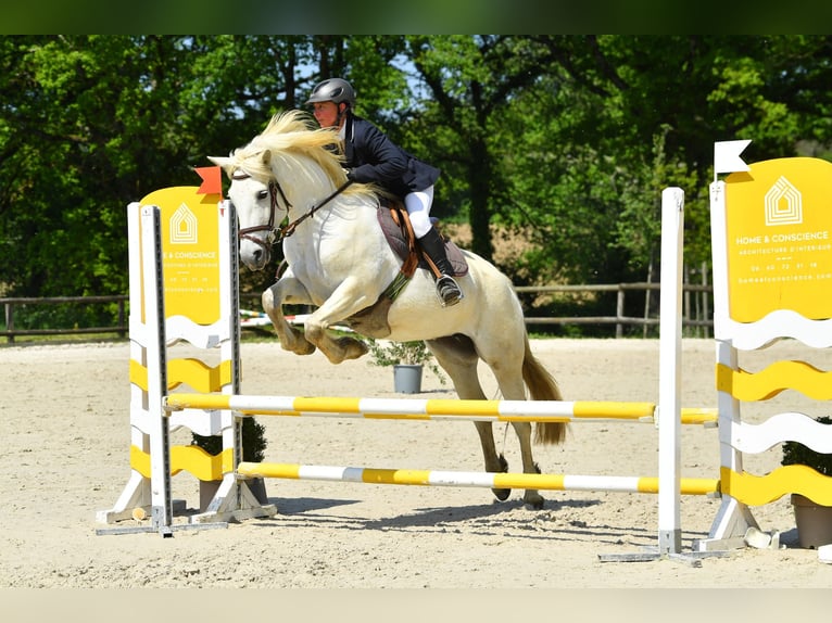 Connemara Stute 9 Jahre 147 cm Schimmel in Fay de Bretagne