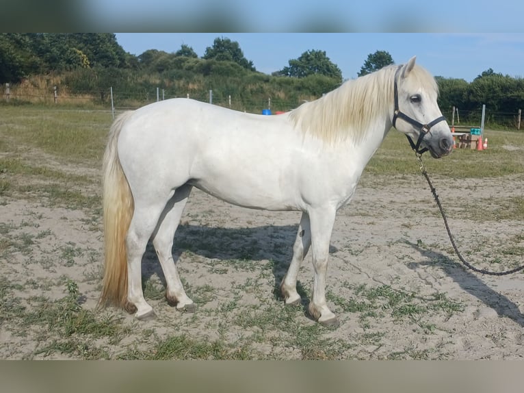 Connemara Stute 9 Jahre 147 cm Schimmel in Fay de Bretagne