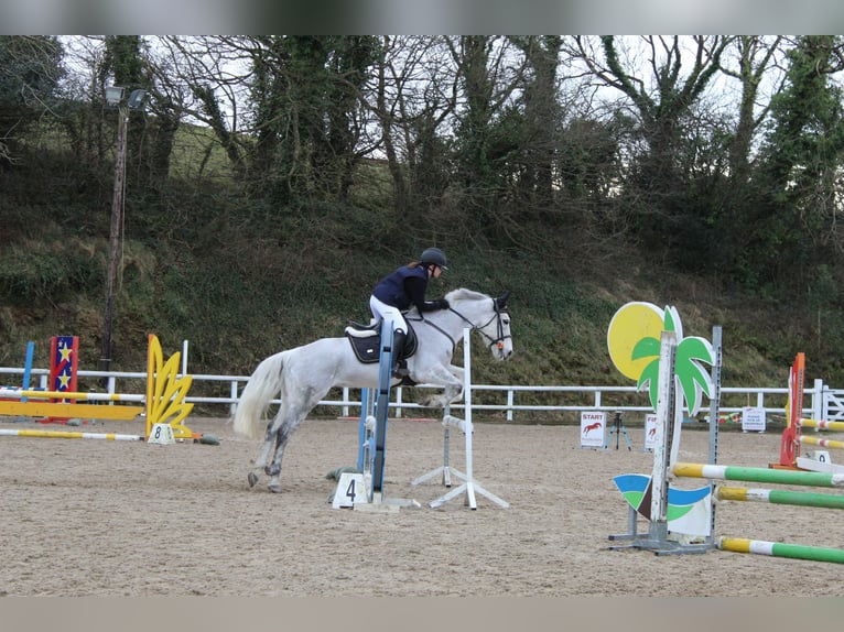 Connemara Mix Stute 9 Jahre 148 cm Apfelschimmel in Cork city southside