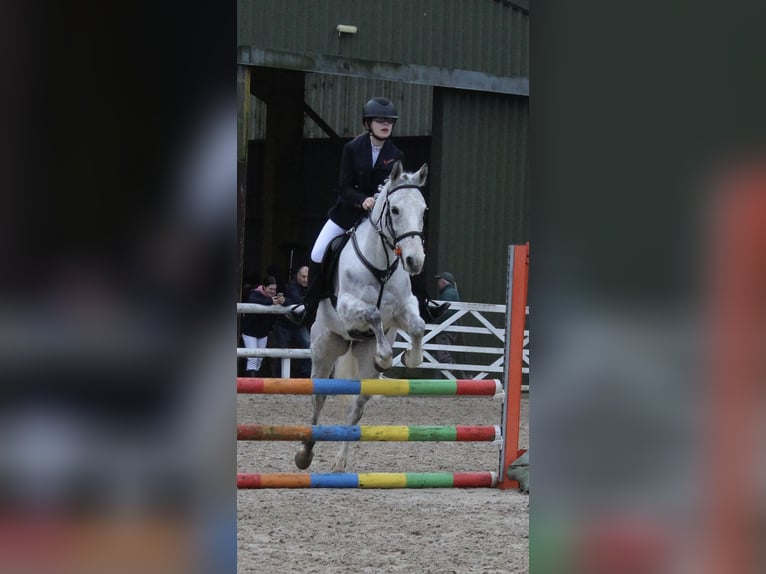 Connemara Mix Stute 9 Jahre 148 cm Apfelschimmel in Cork city southside