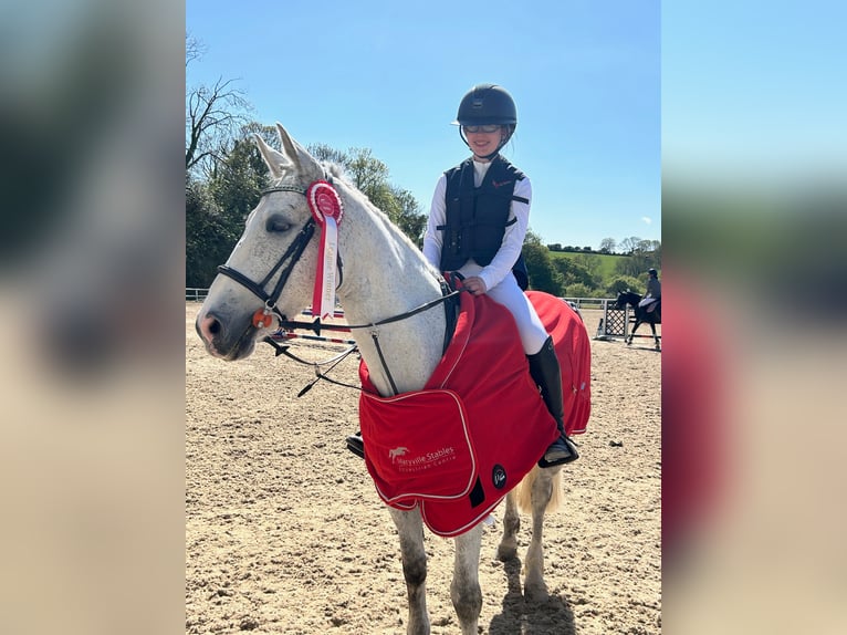 Connemara Mix Stute 9 Jahre 148 cm Apfelschimmel in Cork city southside