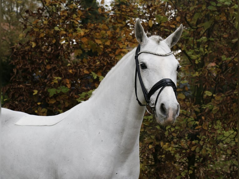 Connemara Stute 9 Jahre 148 cm Schimmel in Recke, bei Osnabrück