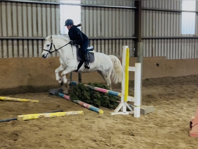 Connemara Stute 9 Jahre 148 cm Schimmel in Sligo