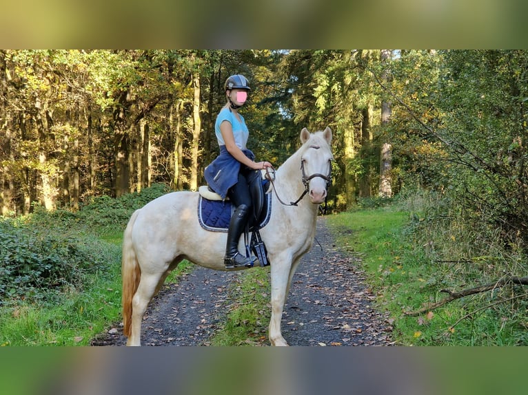 Connemara Stute 9 Jahre 149 cm in Langenselbold