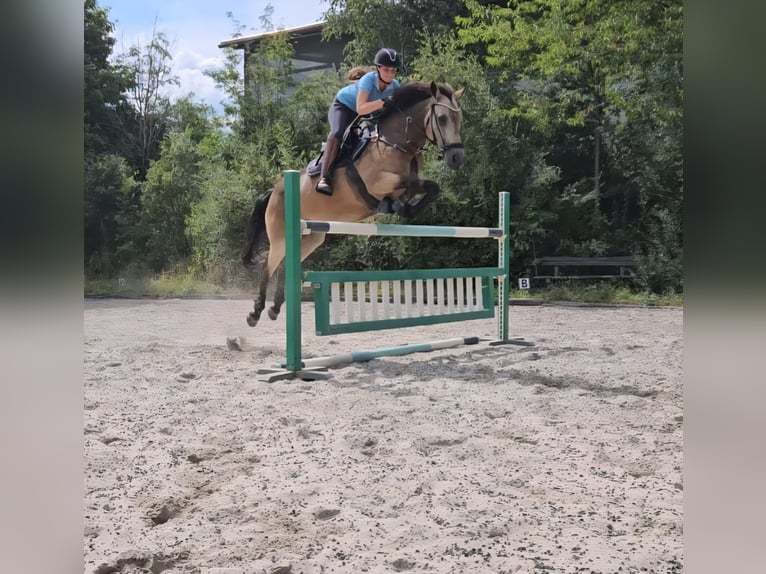 Connemara Stute 9 Jahre 152 cm Falbe in Burbach