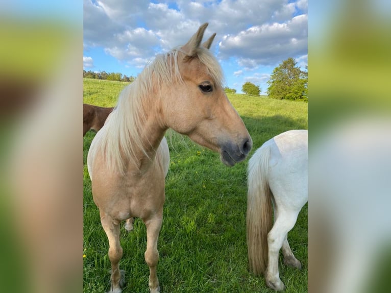 Connemara Mix Stute 9 Jahre 155 cm Palomino in Taunusstein