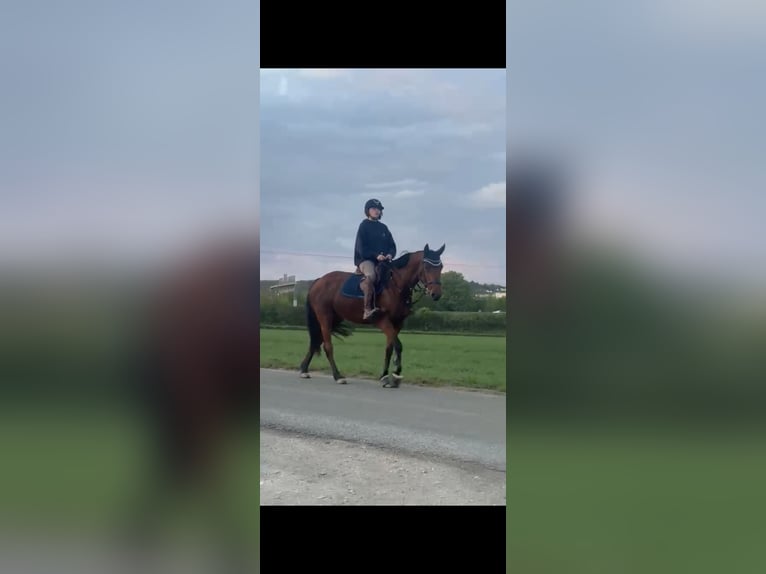Connemara Stute 9 Jahre 157 cm  in Hofheim am Taunus