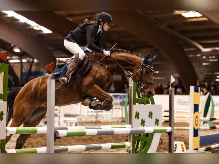 Connemara Stute 9 Jahre 157 cm  in Hofheim am Taunus