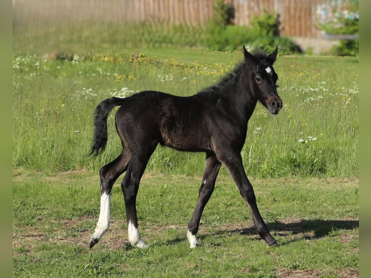 Connemara Mix Stute  148 cm Rappschimmel in Z&#xFC;rich