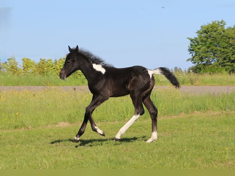 Connemara Mix Stute  148 cm Rappschimmel in Z&#xFC;rich
