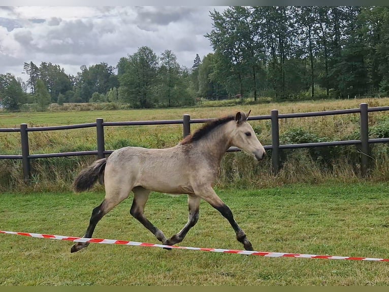 Connemara Stute Fohlen (05/2026) Buckskin in Istorp
