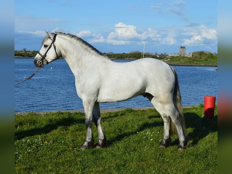 Connemara Stute  Schimmel in kergrist