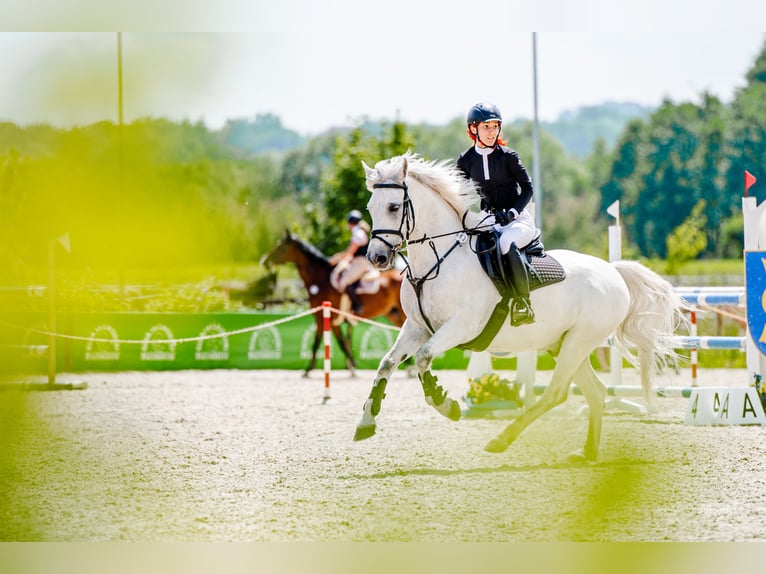 Connemara Valack 10 år 148 cm Grå in Radzymin