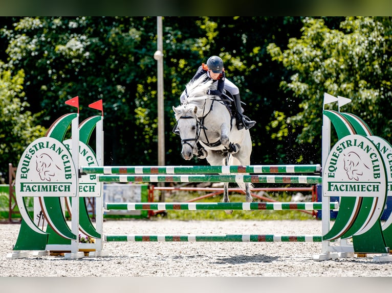 Connemara Valack 10 år 148 cm Grå in Radzymin