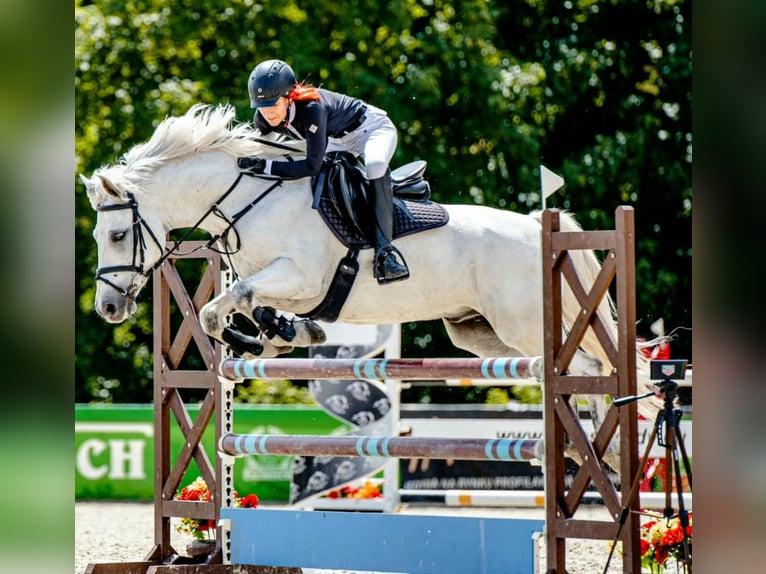 Connemara Valack 10 år 148 cm Grå in Radzymin