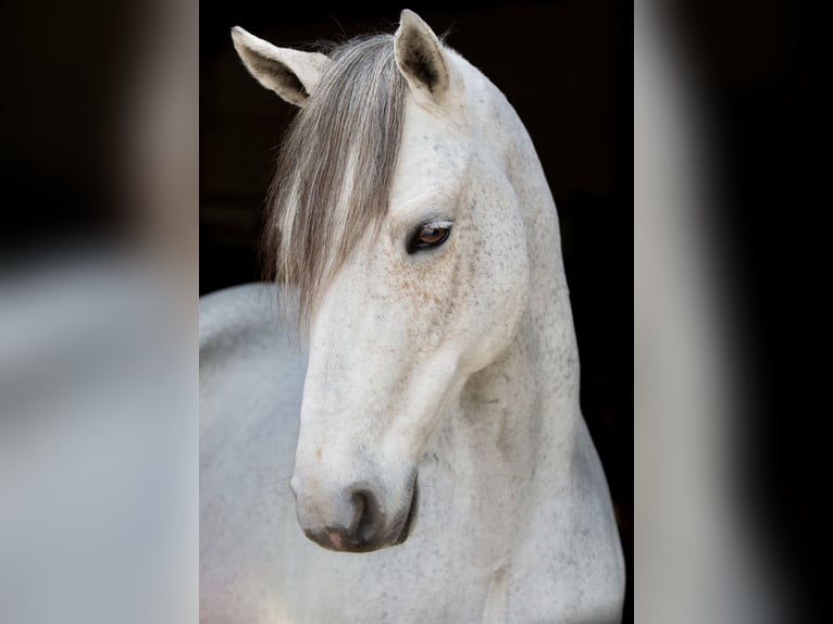 Connemara Valack 11 år 142 cm Grå in Göttingen