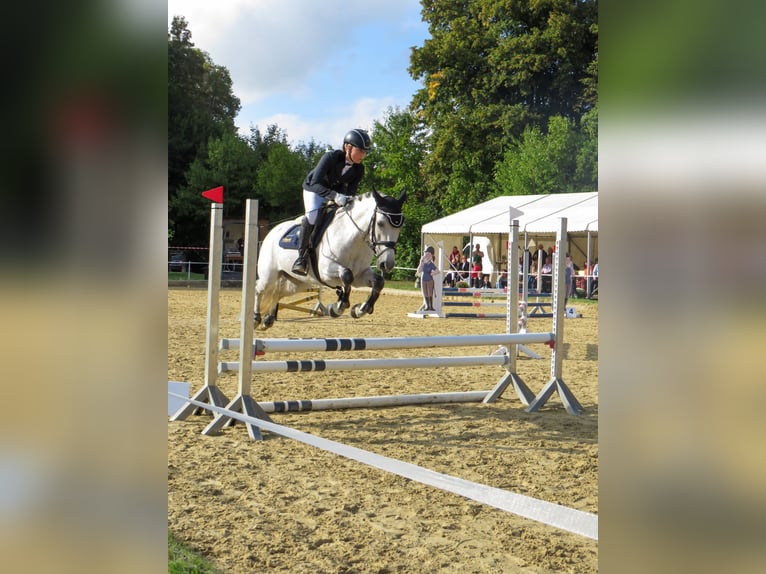 Connemara Valack 11 år 142 cm Grå in Göttingen