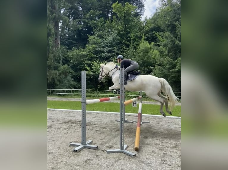 Connemara Valack 13 år 148 cm Grå-flugskimmel in Stattegg