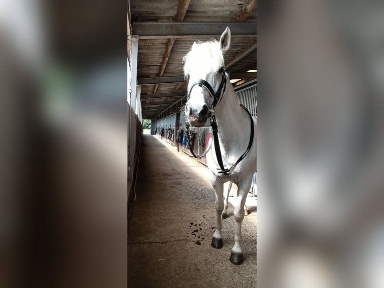 Connemara Valack 14 år 149 cm Grå in Norderwöhrden