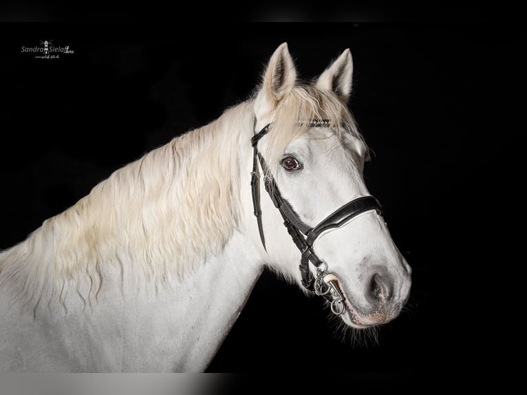 Connemara Valack 14 år 149 cm Grå in Norderwöhrden