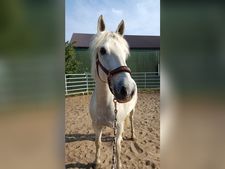 Connemara Valack 14 år 149 cm Grå in Norderwöhrden