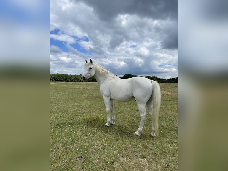 Connemara Valack 21 år 147 cm Grå in Cinq mars la pile