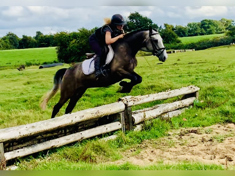 Connemara Valack 3 år 145 cm Grå in Mountrath