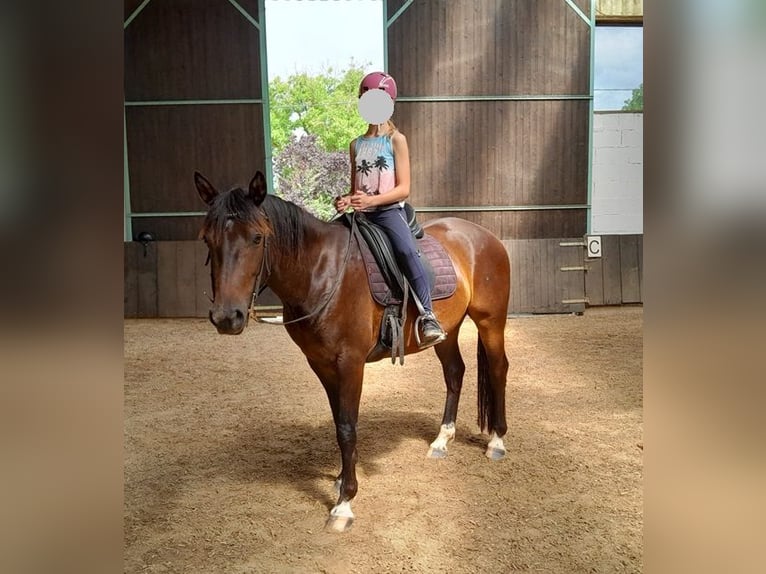 Connemara Blandning Valack 3 år 150 cm Brun in Münstermaifeld