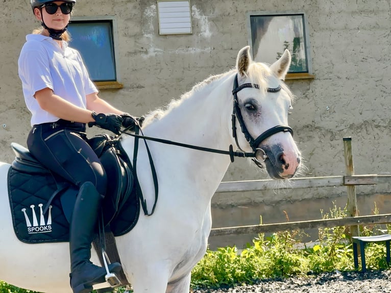 Connemara Valack 4 år 147 cm Grå in Lisberg