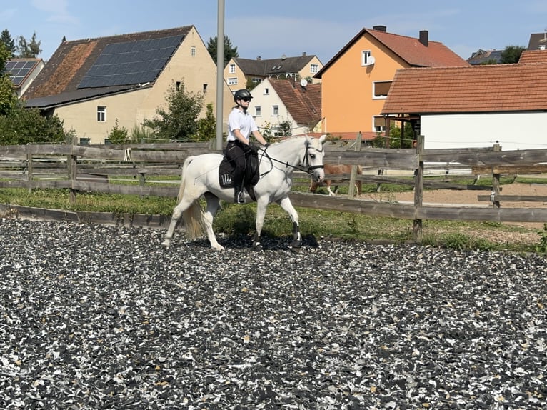 Connemara Valack 4 år 147 cm Grå in Lisberg